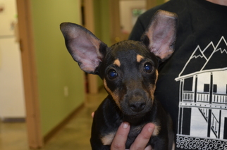 Chiweenie Dogs for adoption in Harpswell, ME, USA