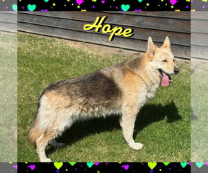 German Shepherd Dog-Unknown Mix Dogs for adoption in Red Lodge, MT, USA