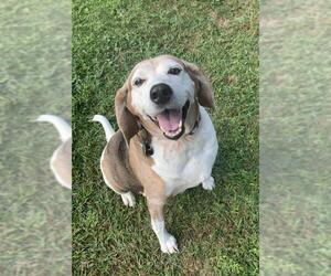 Beagle-Coonhound Mix Dogs for adoption in Amherst, OH, USA