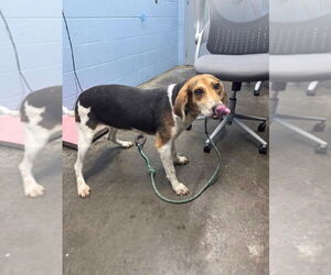 Coonhound Dogs for adoption in Evansville, IN, USA