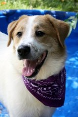Sheprador Dogs for adoption in Wetumpka, AL, USA