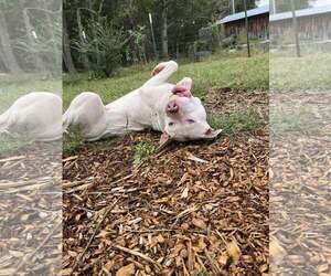 American Pit Bull Terrier-Unknown Mix Dogs for adoption in Rustburg, VA, USA