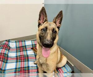 German Shepherd Dog Dogs for adoption in Santa Rosa, CA, USA