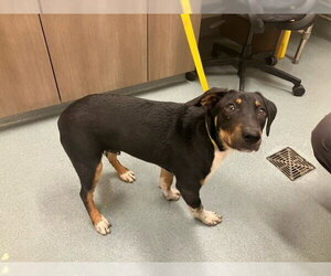 Beagle-Black and Tan Coonhound Mix Dogs for adoption in Baytown, TX, USA