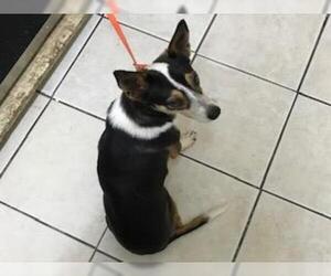 Chihuahua-Unknown Mix Dogs for adoption in Kailua Kona , HI, USA