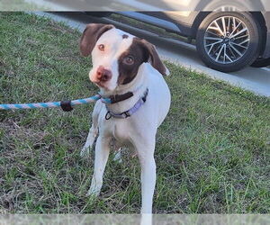 Beagle-Unknown Mix Dogs for adoption in Ocala, FL, USA