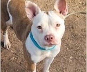 American Pit Bull Terrier Dogs for adoption in San Angelo, TX, USA