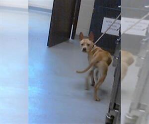 Labrador Retriever-Unknown Mix Dogs for adoption in Fayetteville, NC, USA