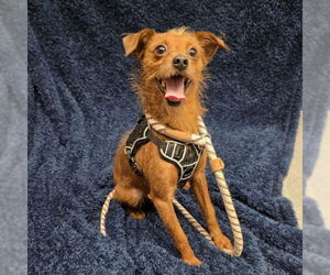 Mutt Dogs for adoption in Long Beach, CA, USA