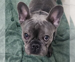 French Bulldog Dogs for adoption in Oakland Park, FL, USA
