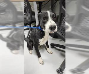 American Pit Bull Terrier-Unknown Mix Dogs for adoption in Temple, TX, USA