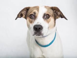 Small Jack Russell Terrier