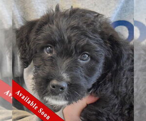 Mutt Dogs for adoption in Huntley, IL, USA
