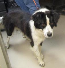 Border Collie Dogs for adoption in Johnson City, TN, USA