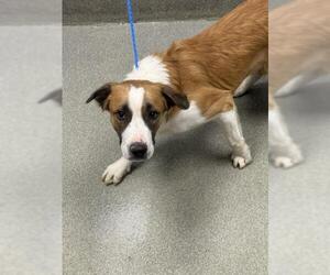 American Pit Bull Terrier-Saint Bernard Mix Dogs for adoption in Las Vegas, NV, USA