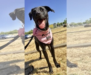 Labrador Retriever-Unknown Mix Dogs for adoption in Chico, CA, USA