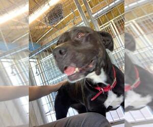 Mutt Dogs for adoption in Williston, FL, USA