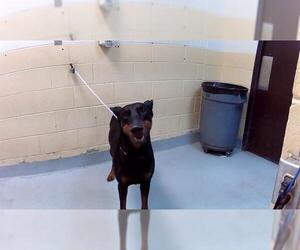 Doberman Pinscher Dogs for adoption in Tulsa, OK, USA