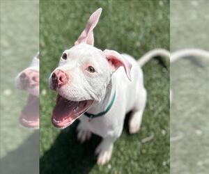 American Pit Bull Terrier Dogs for adoption in Texas City, TX, USA
