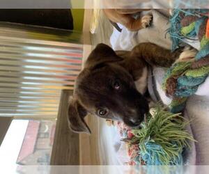 Borador Dogs for adoption in Jenkintown, PA, USA