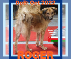 German Shepherd Dog-Saluki Mix Dogs for adoption in Sebec, ME, USA