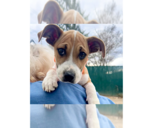 Mutt Dogs for adoption in Brewster, NY, USA