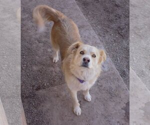 Goberian Dogs for adoption in Cedar Crest, NM, USA