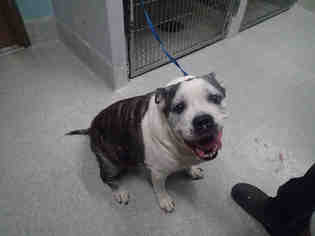 Olde Bulldog Dogs for adoption in Tallahassee, FL, USA