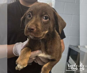 Australian Shepherd-Unknown Mix Dogs for adoption in Washington, DC, USA