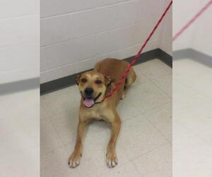 Black Mouth Cur-Unknown Mix Dogs for adoption in Gulfport, MS, USA