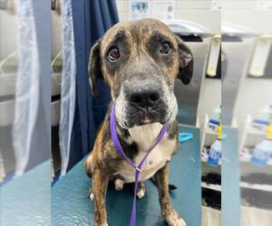 Mutt Dogs for adoption in Mobile, AL, USA