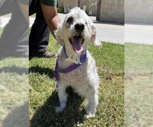 Poodle (Miniature)-Unknown Mix Dogs for adoption in Riverside, CA, USA