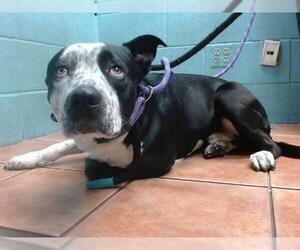 Labrador Retriever-Unknown Mix Dogs for adoption in Downey, CA, USA
