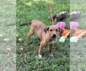 Mutt Dogs for adoption in Yardley, PA, USA