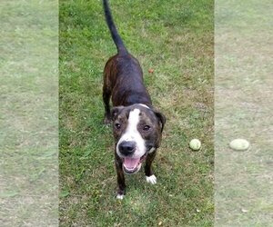 American Bulldog-Plott Hound Mix Dogs for adoption in Decatur, GA, USA