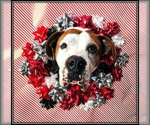 Boxer Dogs for adoption in Frisco, CO, USA