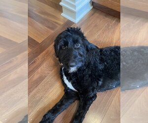 Aussiedoodle Dogs for adoption in Mooresville, NC, USA
