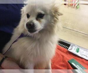 Pomeranian Dogs for adoption in Riverside, CA, USA
