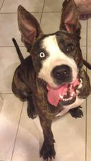 Daniff Dogs for adoption in Dallas, TX, USA
