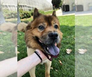 Chow Chow Dogs for adoption in Santa Ana, CA, USA