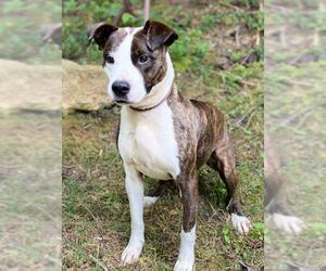 American Bulldog Dogs for adoption in Clarkesville, GA, USA