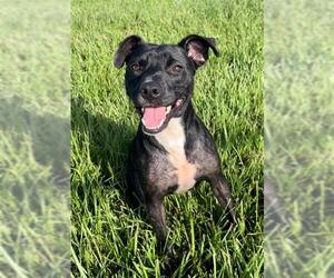 Labrador Retriever Dogs for adoption in Rosenberg, TX, USA