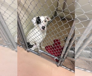 Border Collie Dogs for adoption in Parker, KS, USA