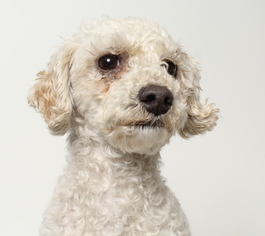 Medium Photo #1 Poodle (Miniature) Puppy For Sale in West Hollywood, CA, USA
