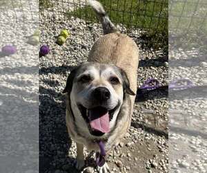 Mutt Dogs for adoption in Chester, NJ, USA