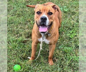 American Pit Bull Terrier Dogs for adoption in Modesto, CA, USA