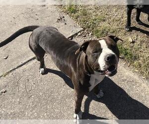 American Staffordshire Terrier Dogs for adoption in San Antonio, TX, USA