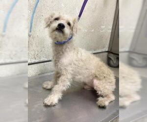 Mutt Dogs for adoption in Riverside, CA, USA