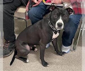 Mutt Dogs for adoption in Louisville, KY, USA