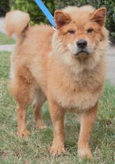 Medium Photo #1 Chow Chow Puppy For Sale in Columbus, GA, USA